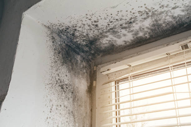 Affordable Mold Removal solutions in Siler City, NC